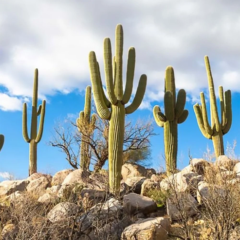 Saguaro Cactus – The Ultimate Desert Statement Plant