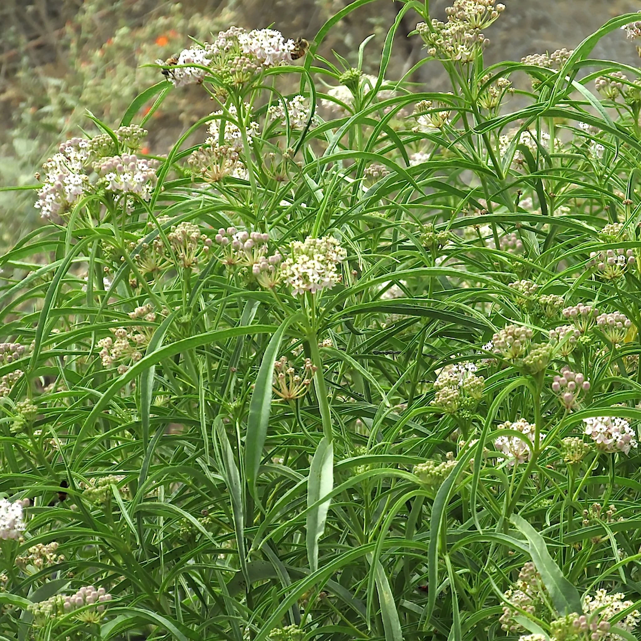 a fascicularis 03.jpg