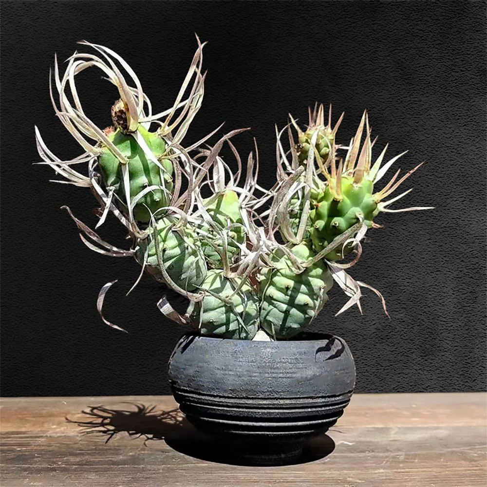 t articulatus var. papyracanthus 03.jpg