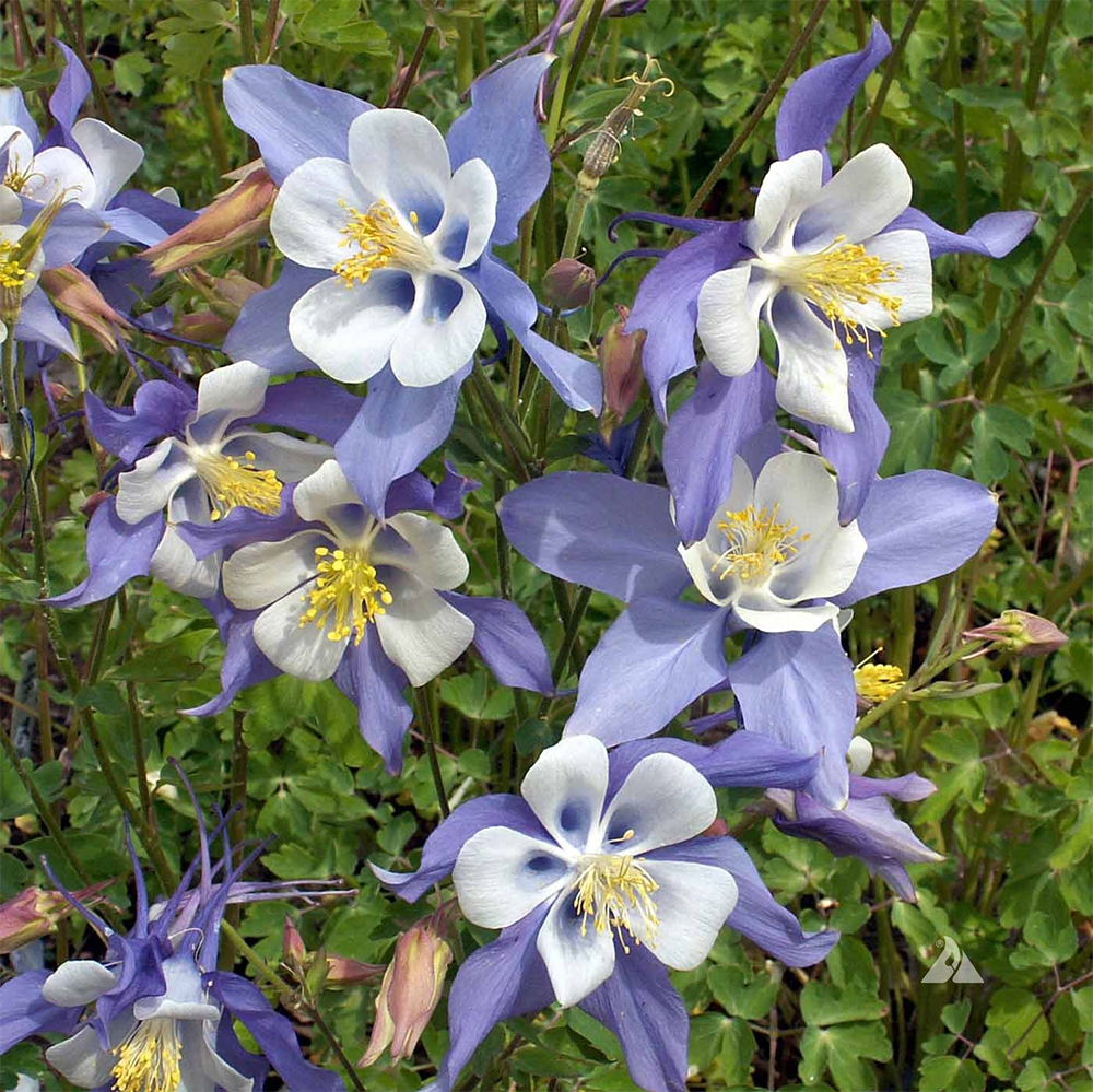 a caerulea 2610061219.jpg