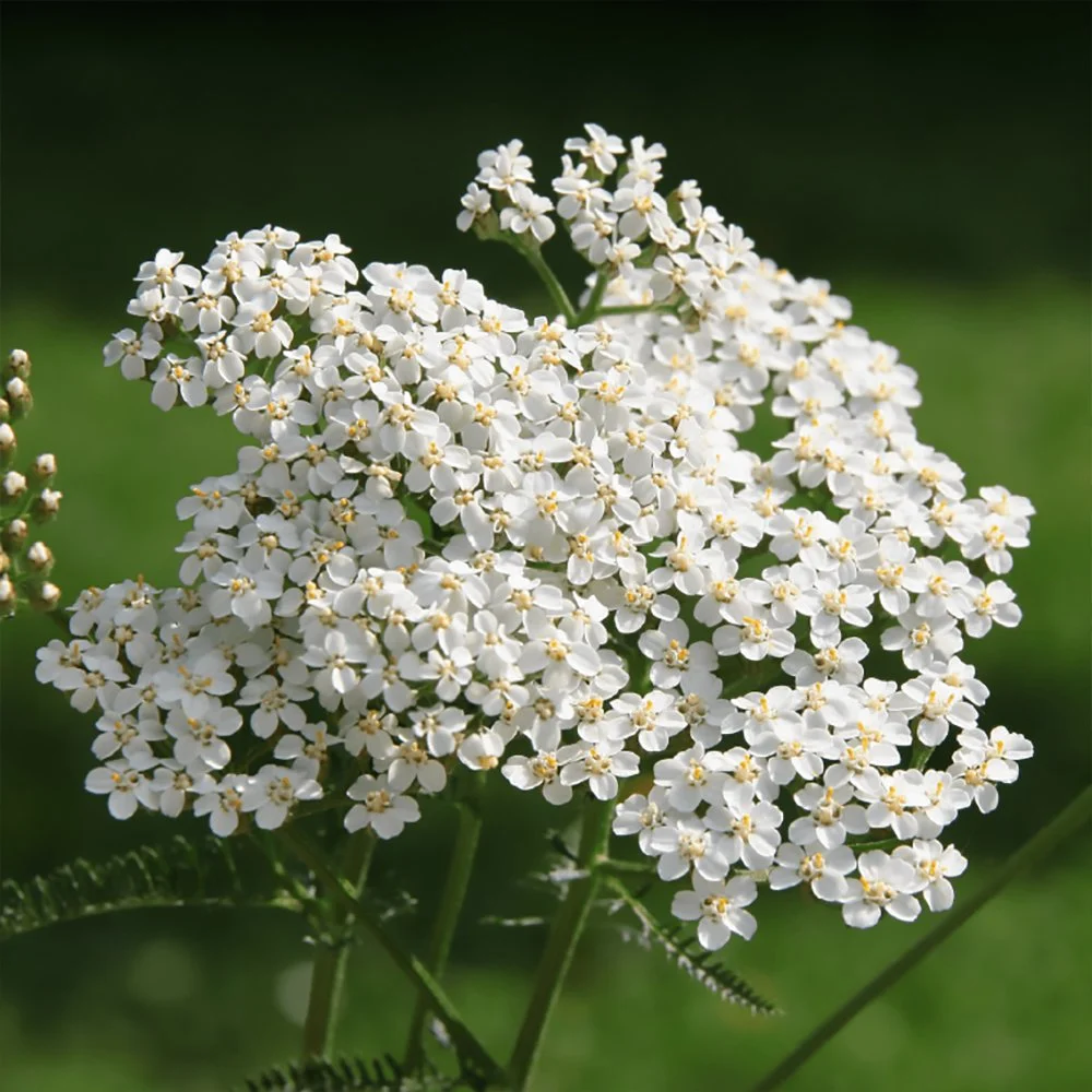 a millefolium var. occidentalis 01.jpg