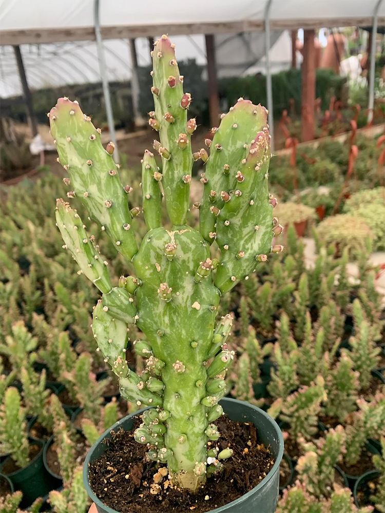 O monacantha variegata 2609270410.jpg