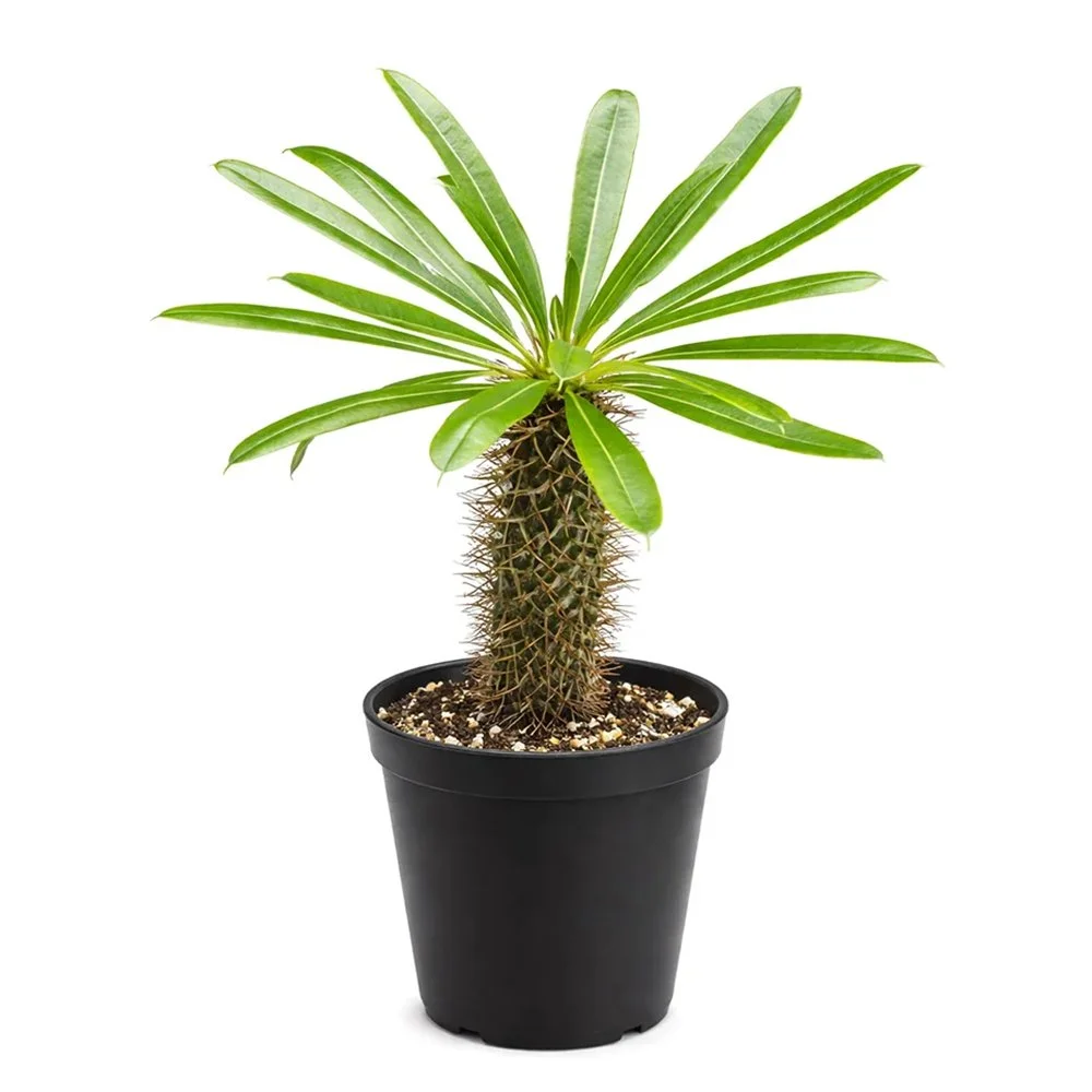 pachypodium lamerei in nursery pot