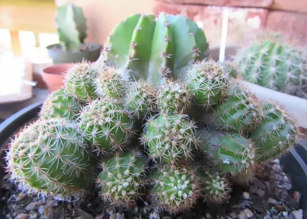 Rainbow Bursts Cactus (Echinobivia ‘Rainbow Bursts’)