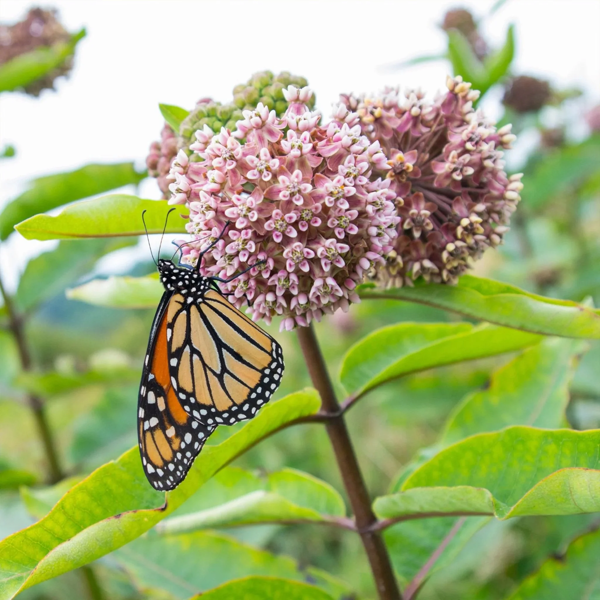 Showy Milkweed (seeds) – Bold Native Beauty for Wildlife Gardens