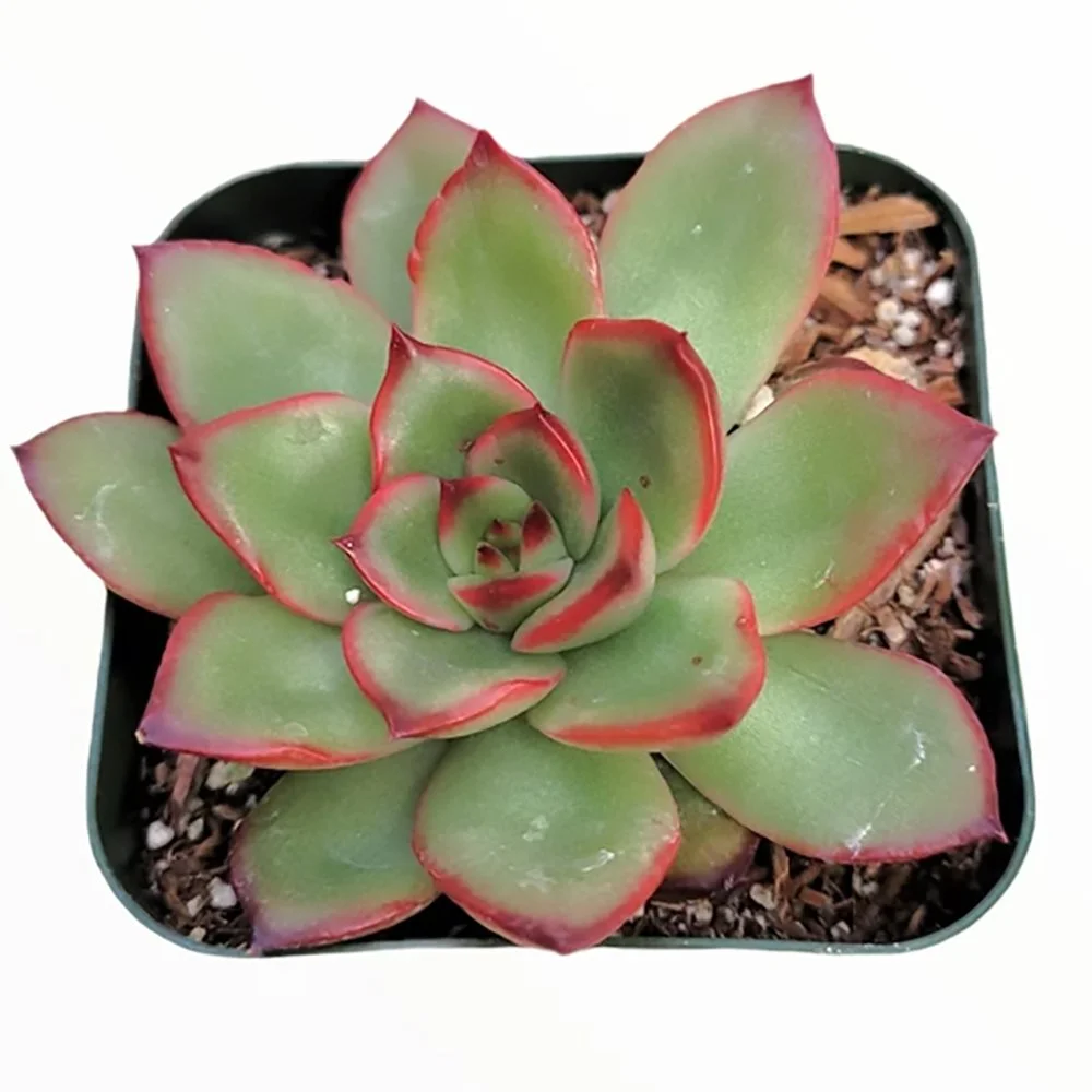 e pulilindsayana 2609291240.jpg