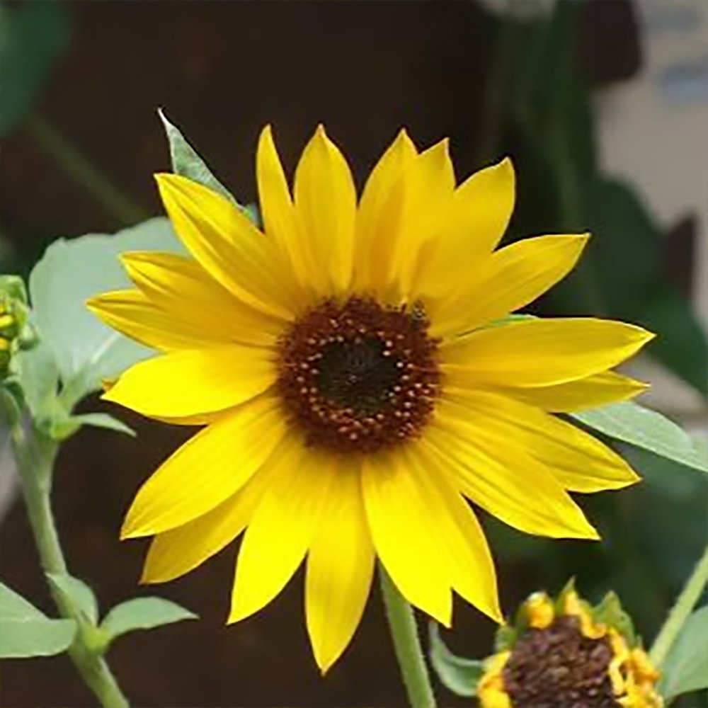 Common Sunflower (Helianthus annuus) close-up