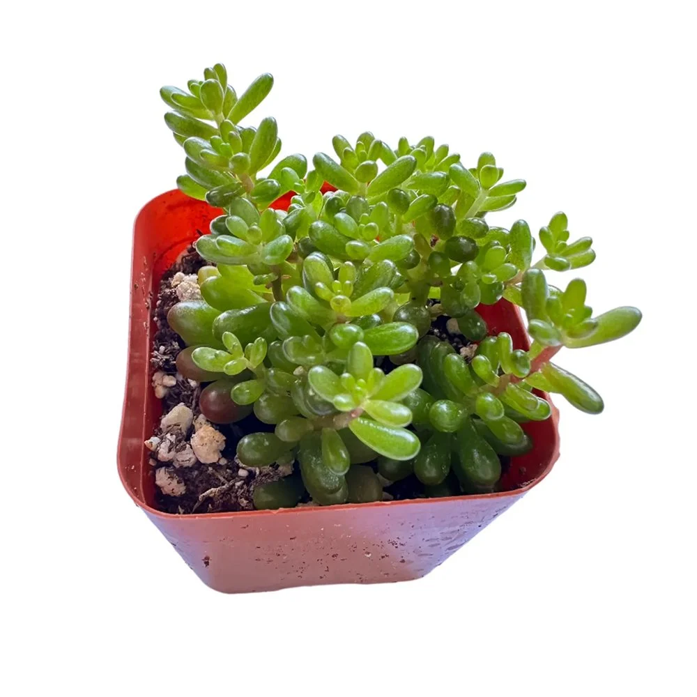 s rubrotinctum mini me 2609291127.jpg