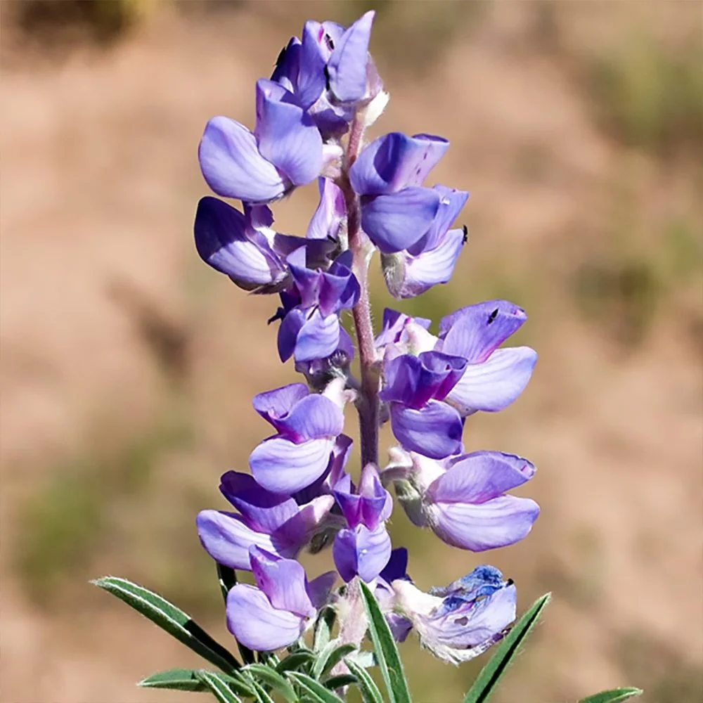 l argenteus 2610061247.jpg