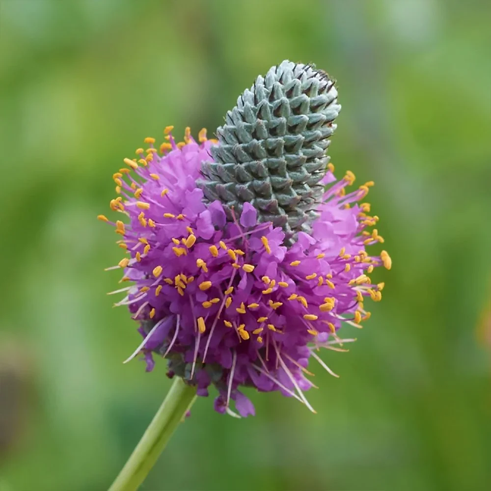 d purpurea 01.jpg