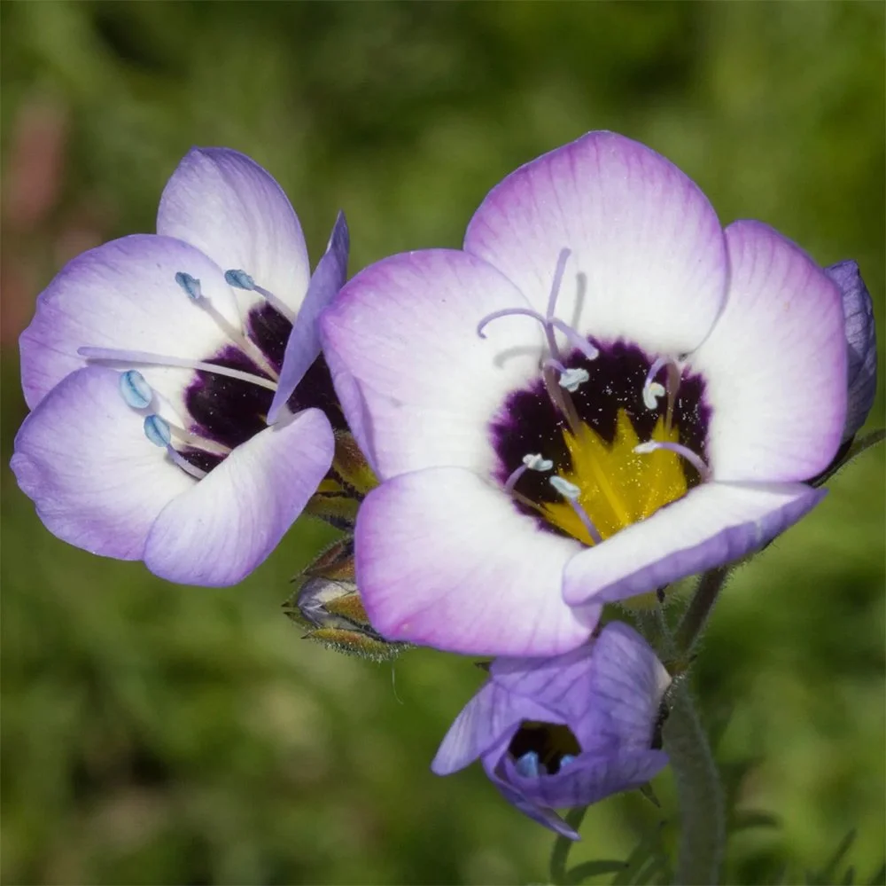 g tricolor 2610010332.jpg