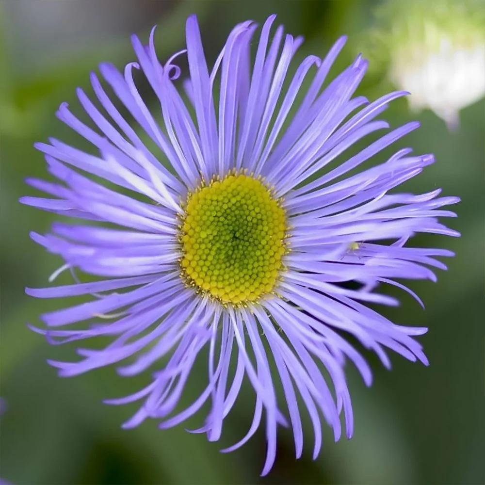 e speciosus 2610060936.jpg