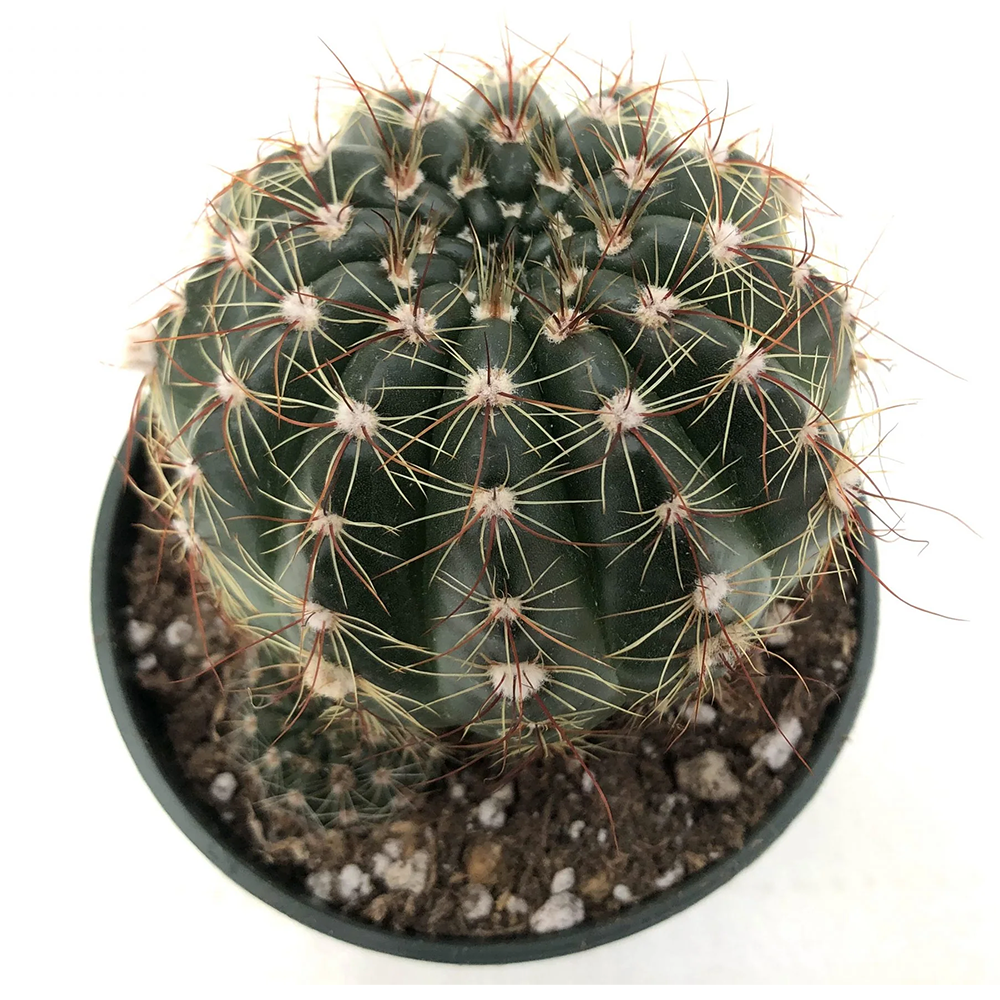 Sun Cup Cactus – Golden Spines & Sunshine Blooms