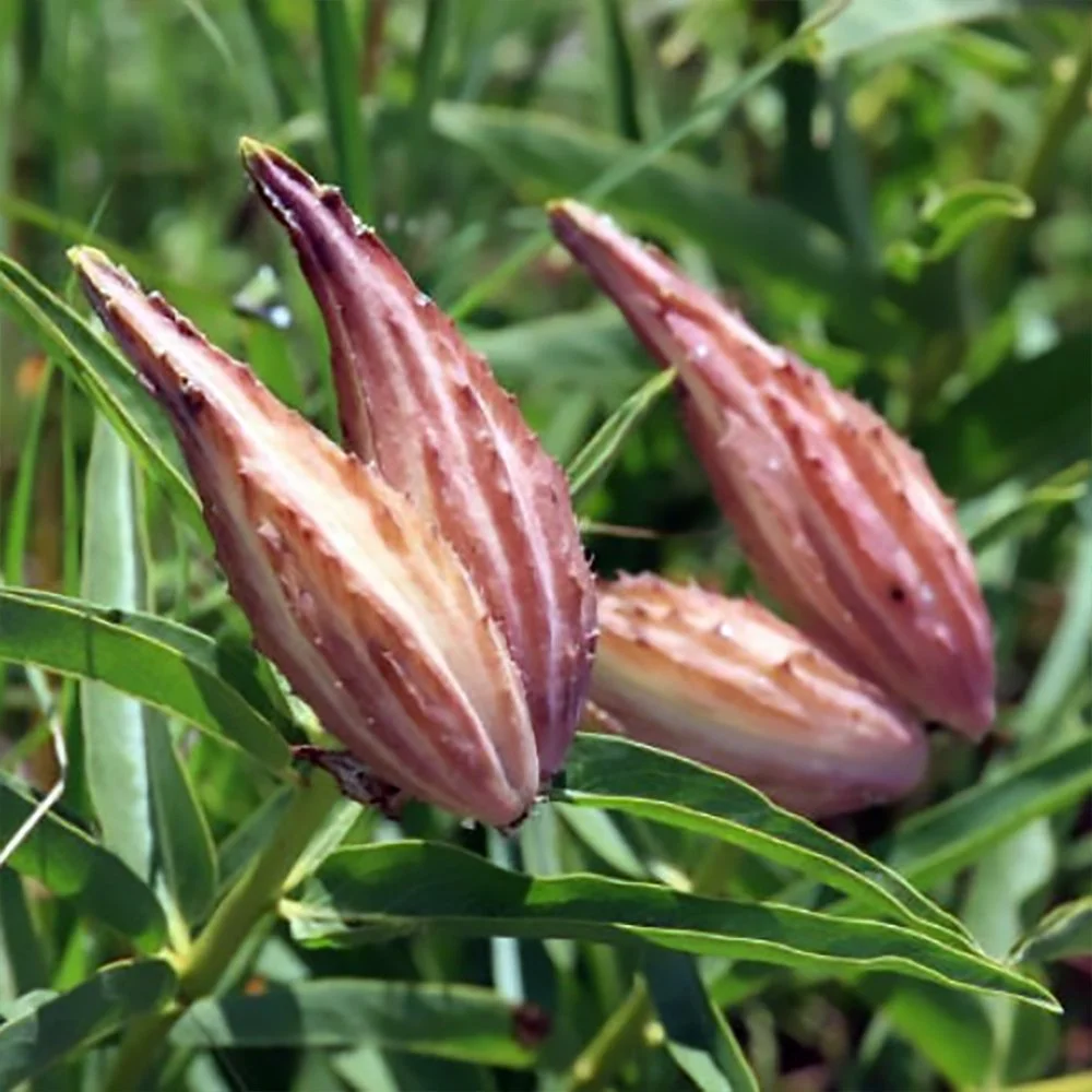 a asperula 02.jpg
