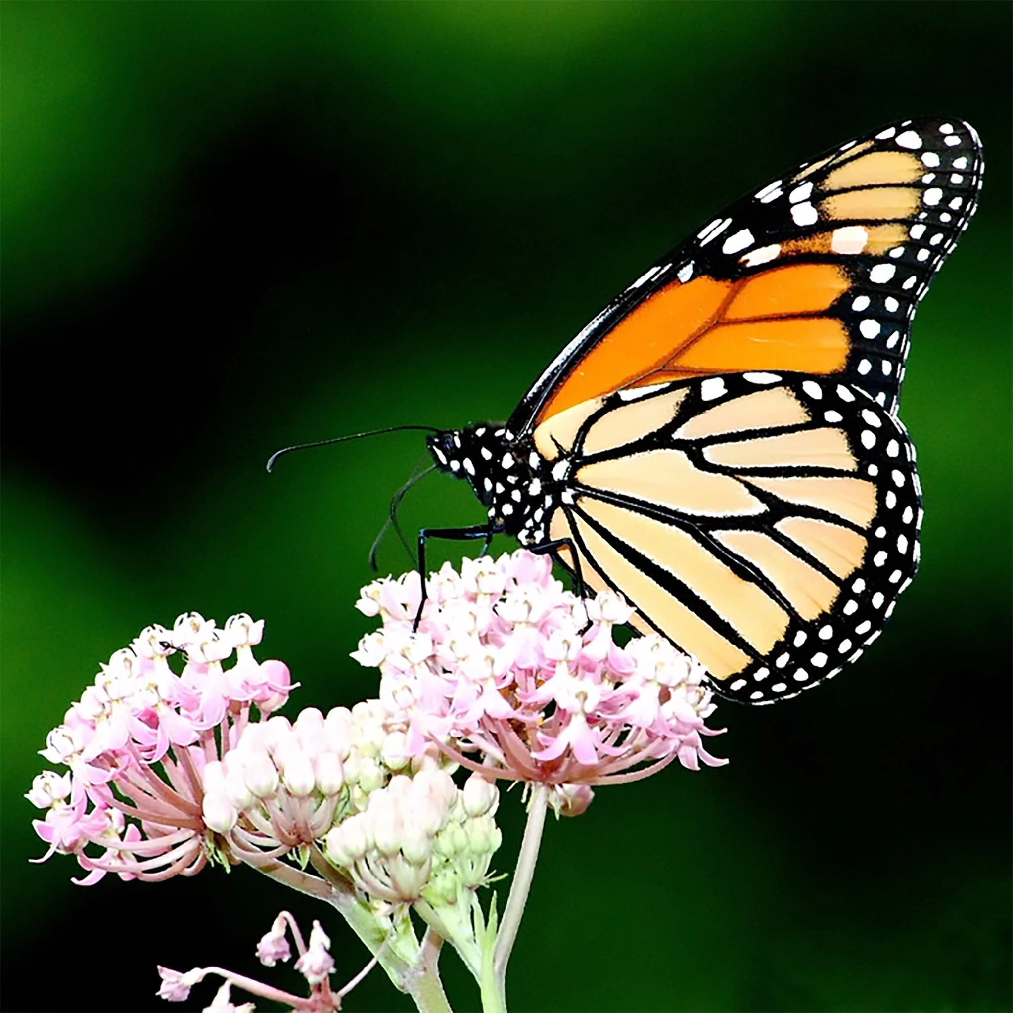 A monarch butterfly with orange and black wings resting on pink flowers against a blurred green background.