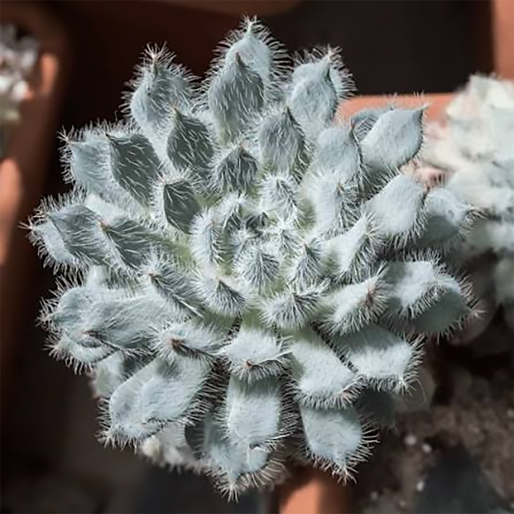 e setosa mexican firecracker 260929127.jpg
