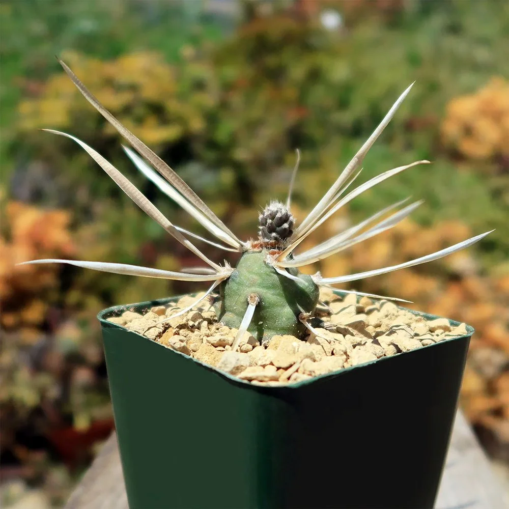 t articulatus var. papyracanthus 04.jpg