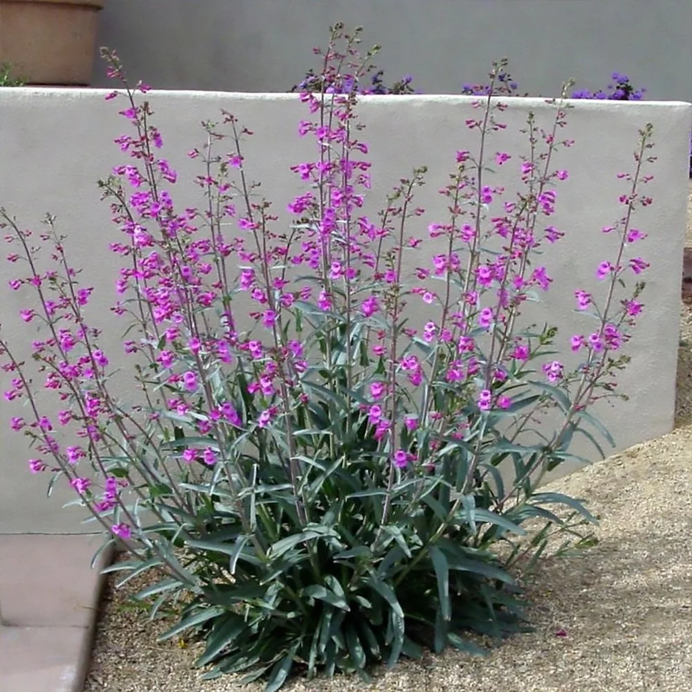 p parryi 2610020924.jpg