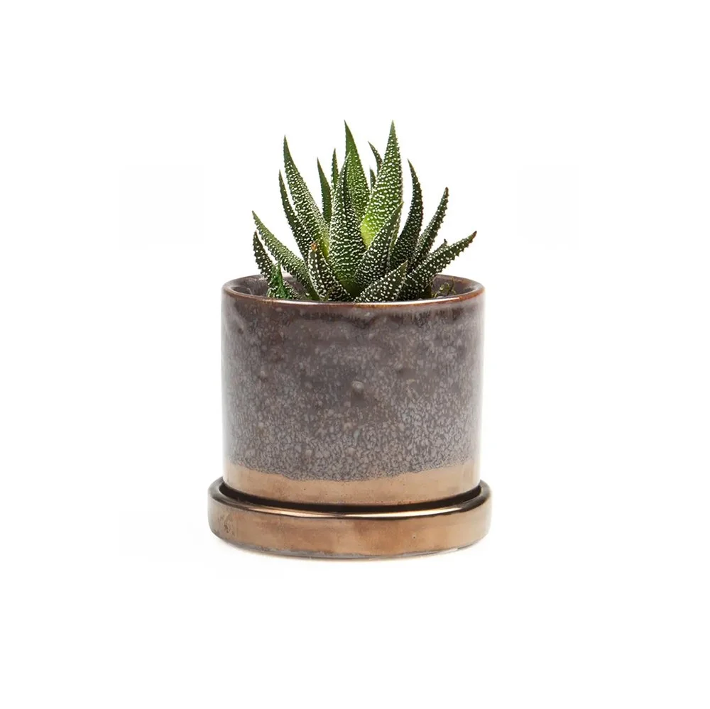 Little Plants for Small Spaces – Speckled Bronze Planter