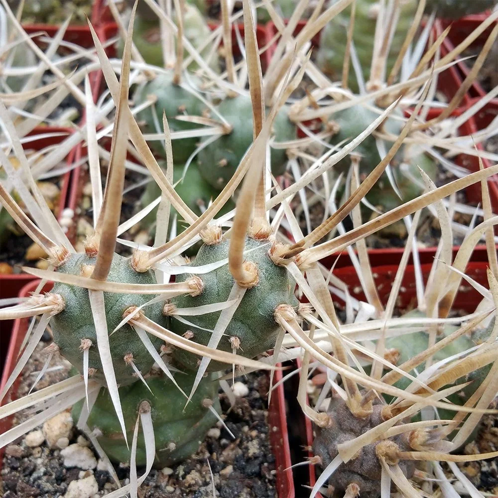 t articulatus var. papyracanthus 02.jpg