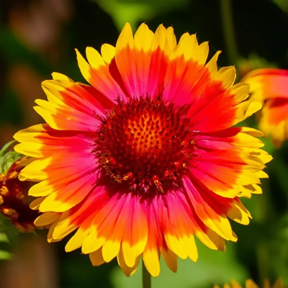 Firewheel/Indian Blanket (Gaillaradia pulchella) close-up