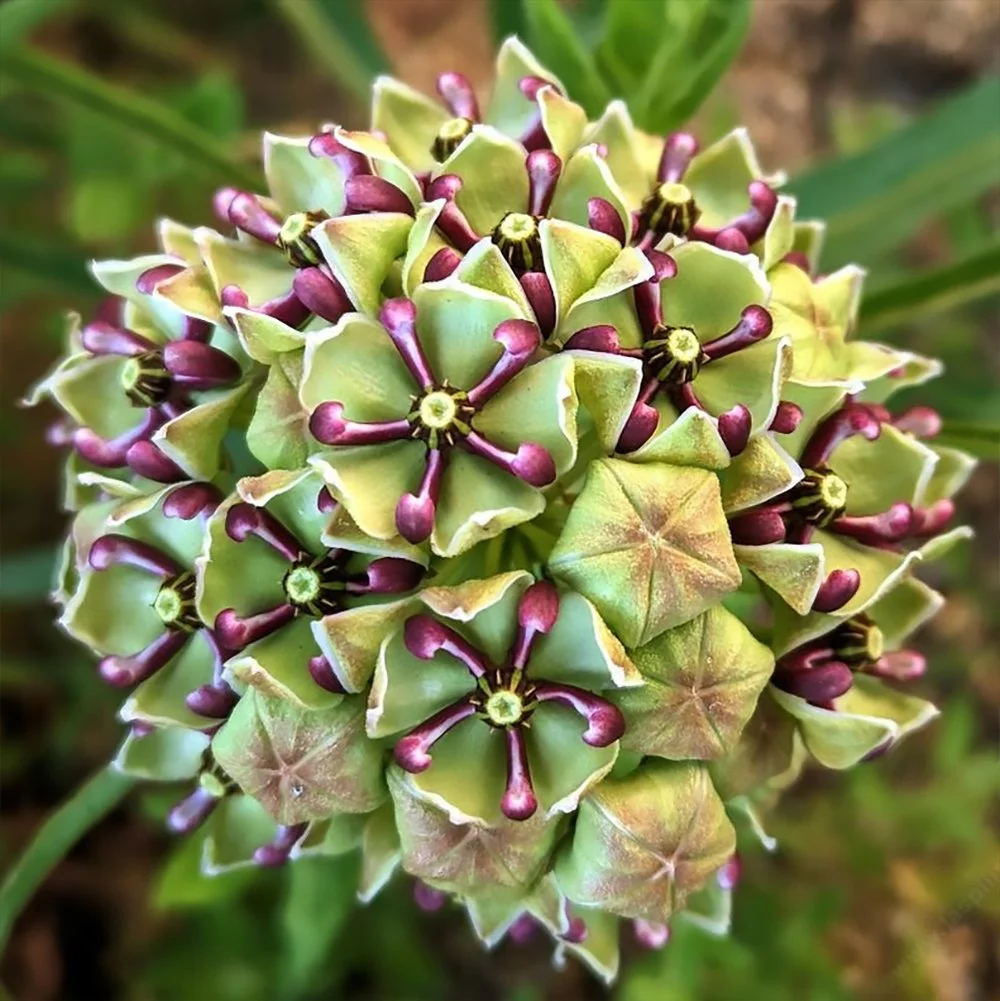 Antelope Horns Milkweed (seeds) – A Showstopper in the Native Garden
