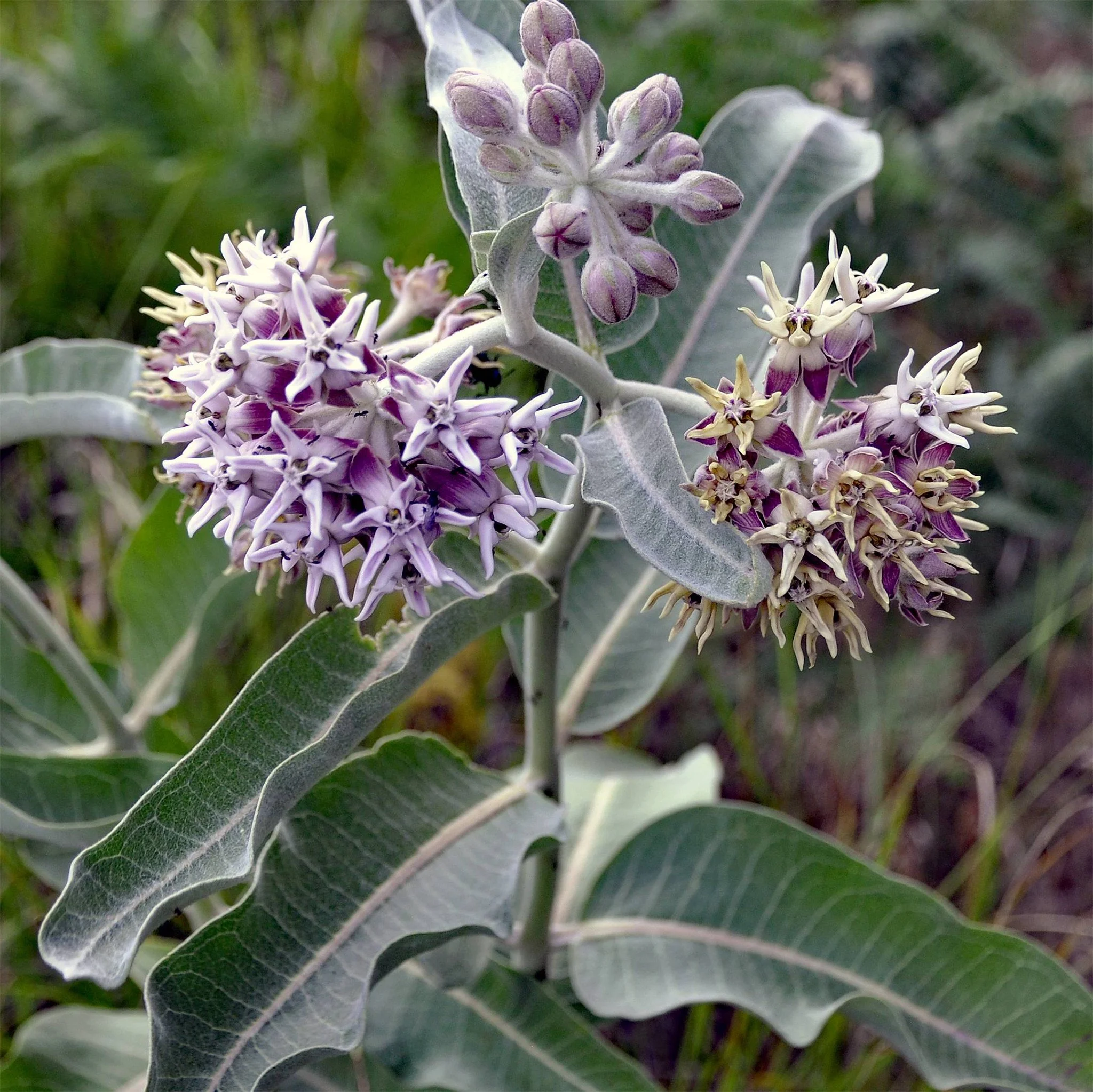 a speciosa 03.jpg