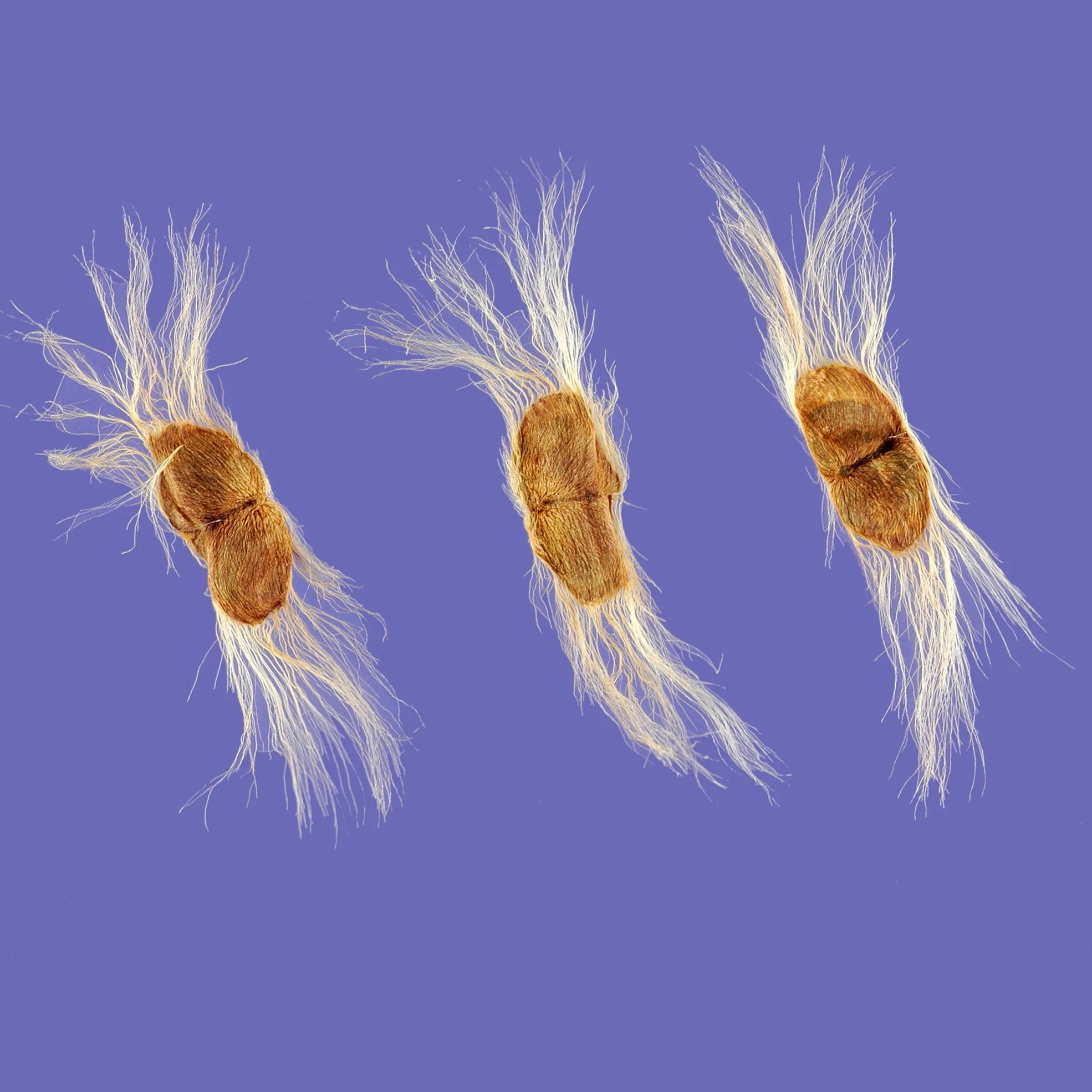 c linearis seeds.jpg