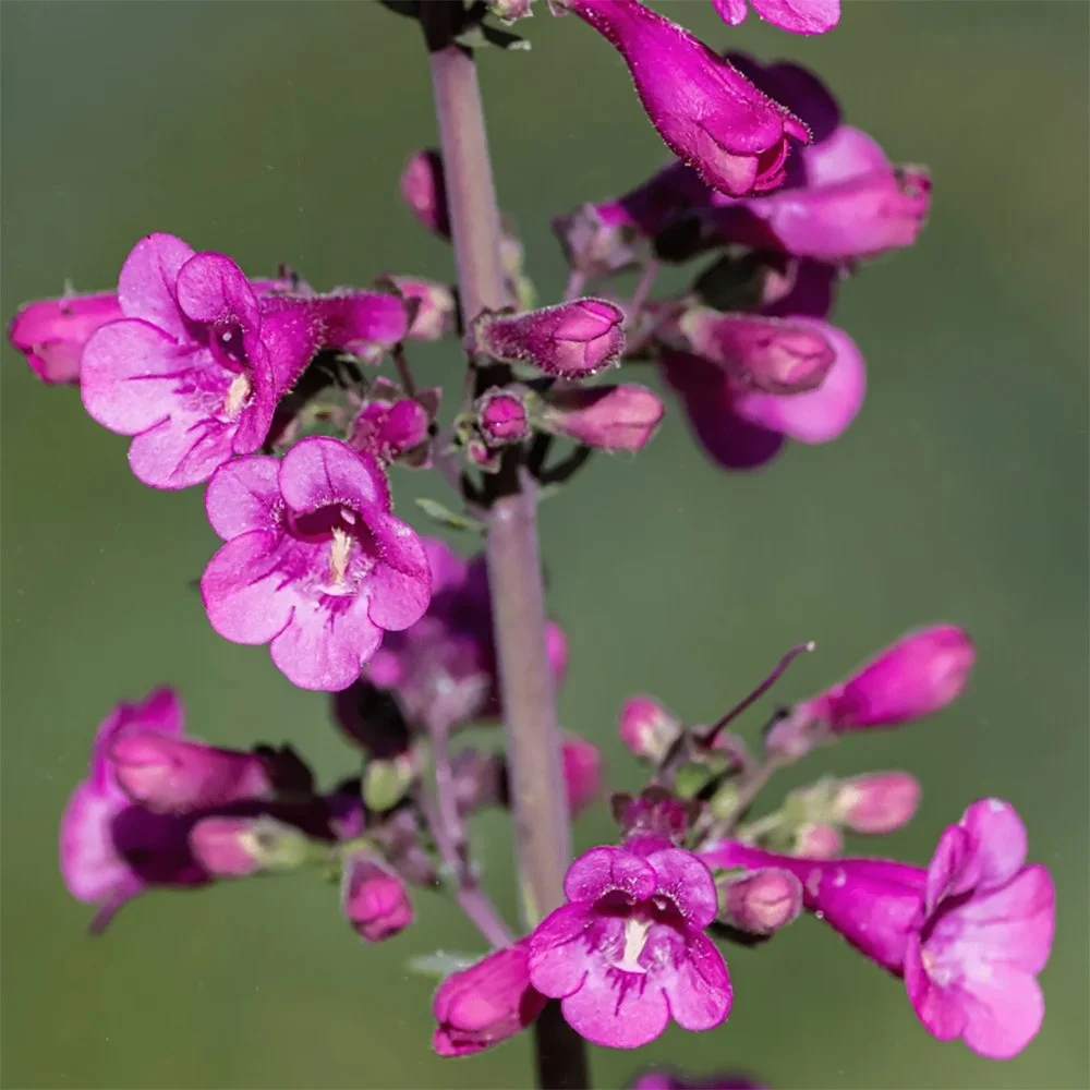 p parryi 01.jpg