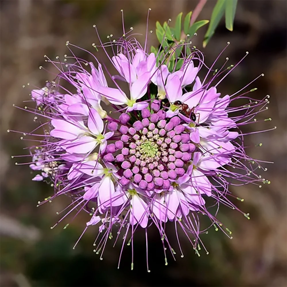 Rocky Mountain Beeplant (Cleome serrulata, syn. Peritoma serrulata)) close-up