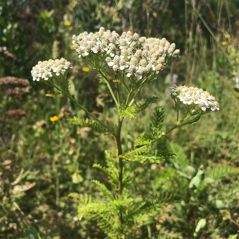 a millefolium var. occidentalis 2610030404.jpg