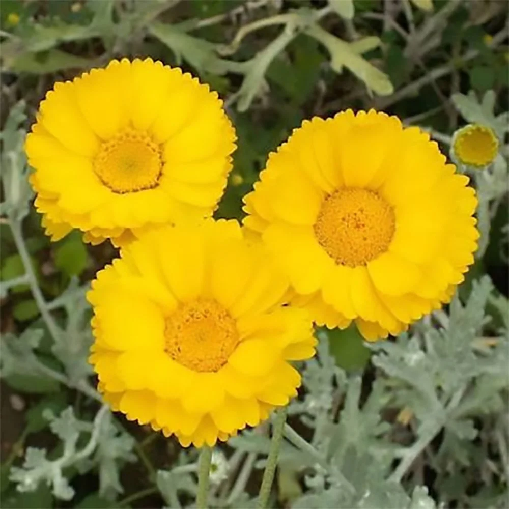 b multiradiata 2610020854.jpg