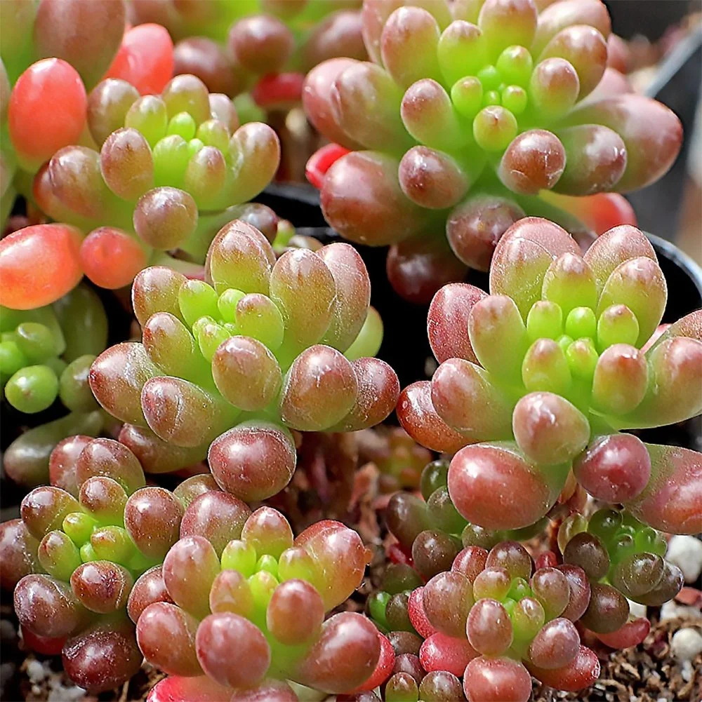s rubrotinctum mini me 2609291128.jpg