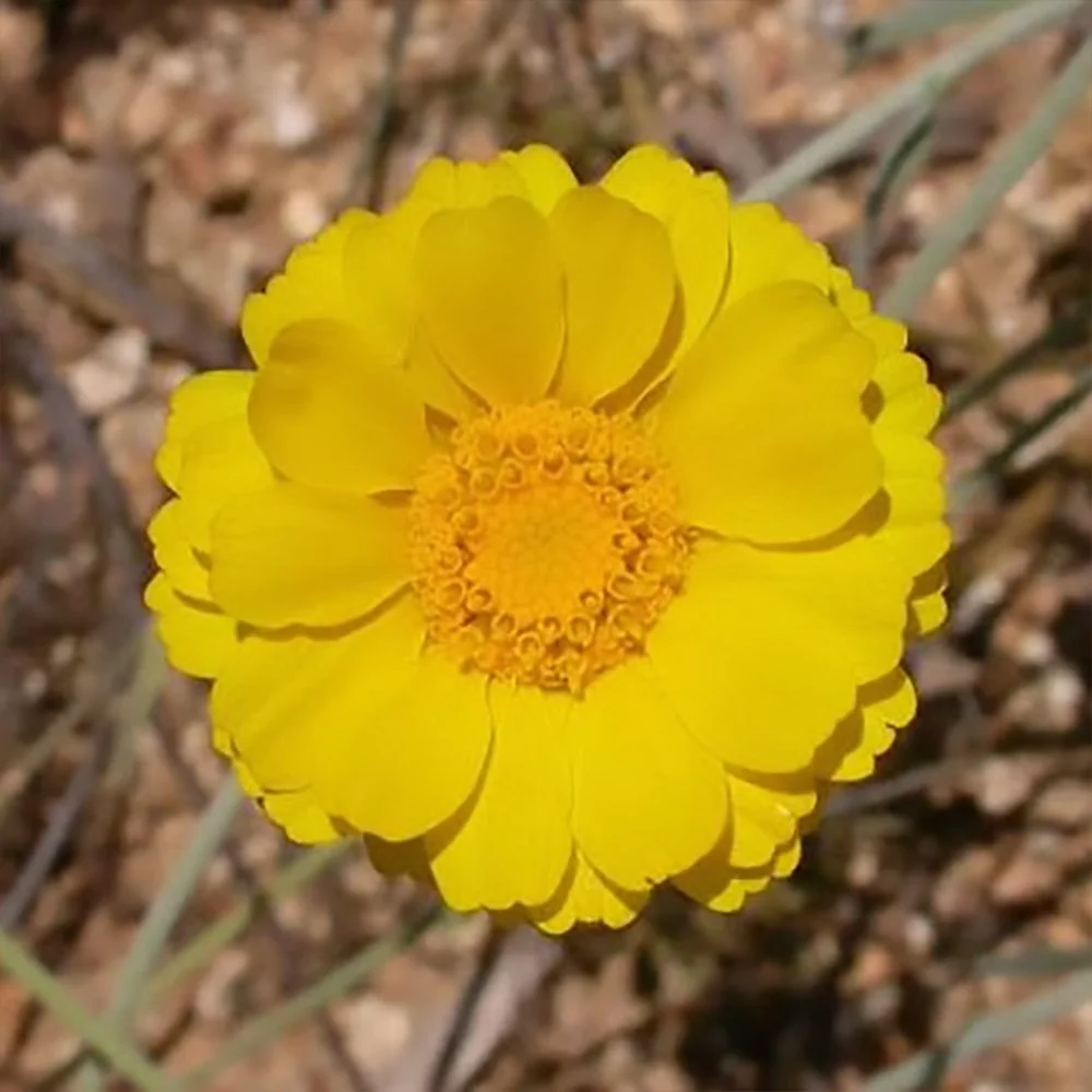 b multiradiata 01.jpg