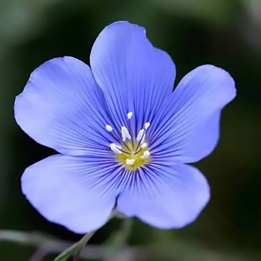 l lewisii 01.jpg
