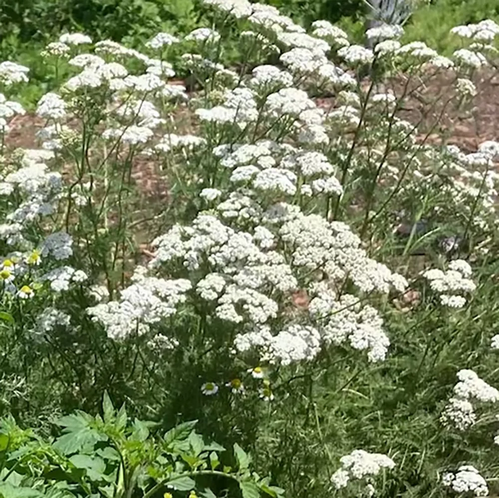 a millefolium var. occidentalis 2610030405.jpg