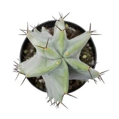 s pruinosus 03.jpg