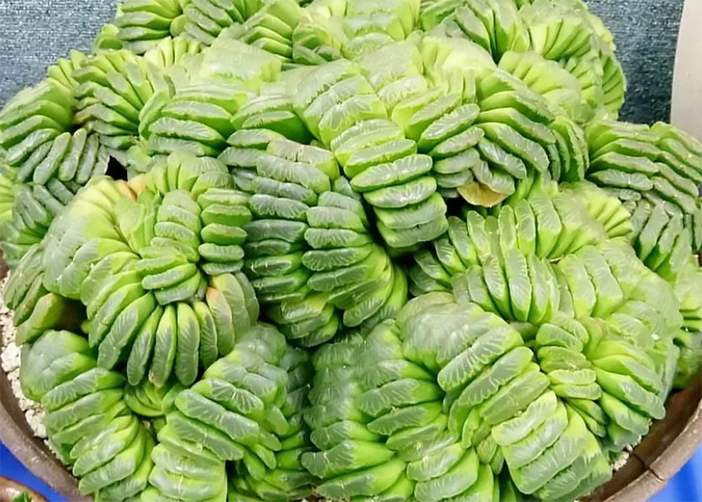 h truncata lime green 2610040143.jpg