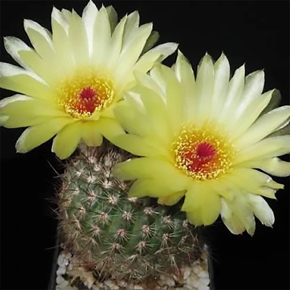 p concinna 2609300838.jpg