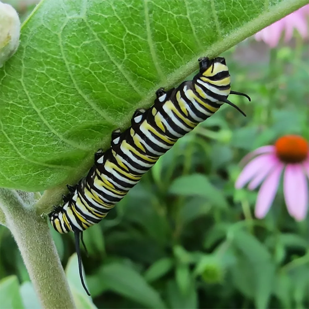 a speciosa with monarch larva caterpillar.jpg