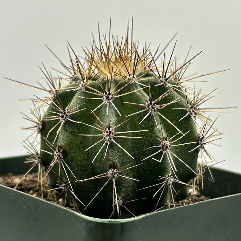 C gigantea 06.jpg