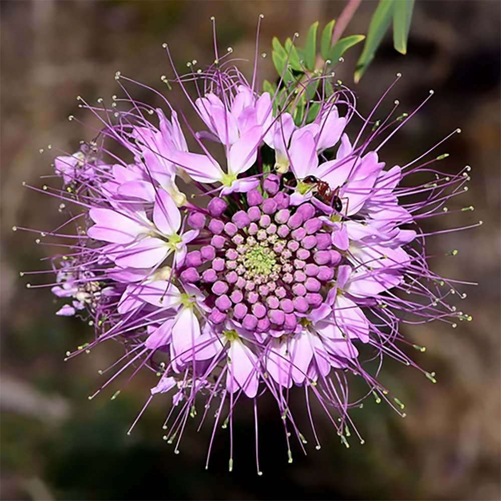 c serrulata 2610030350.jpg