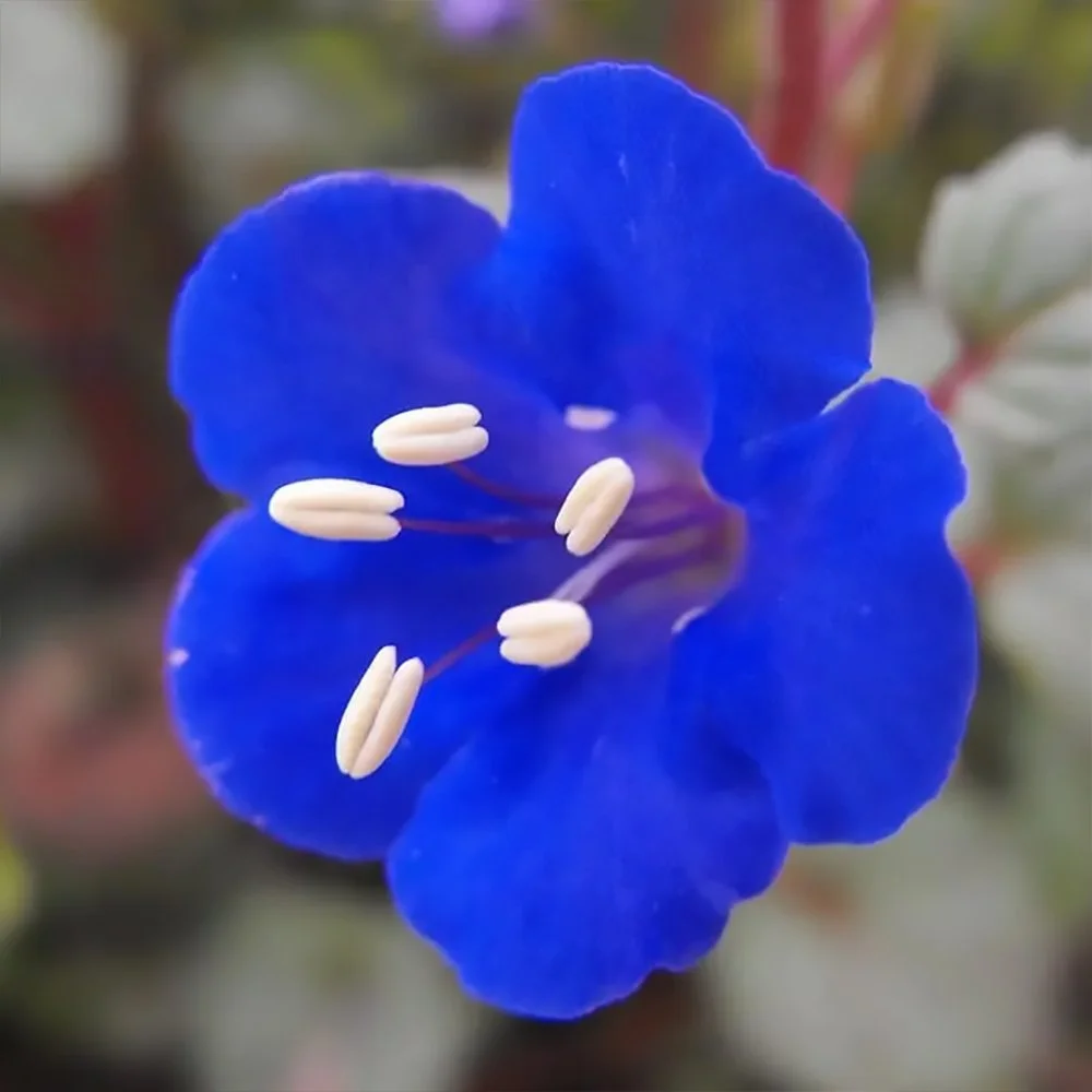 p campanularia 01.jpg