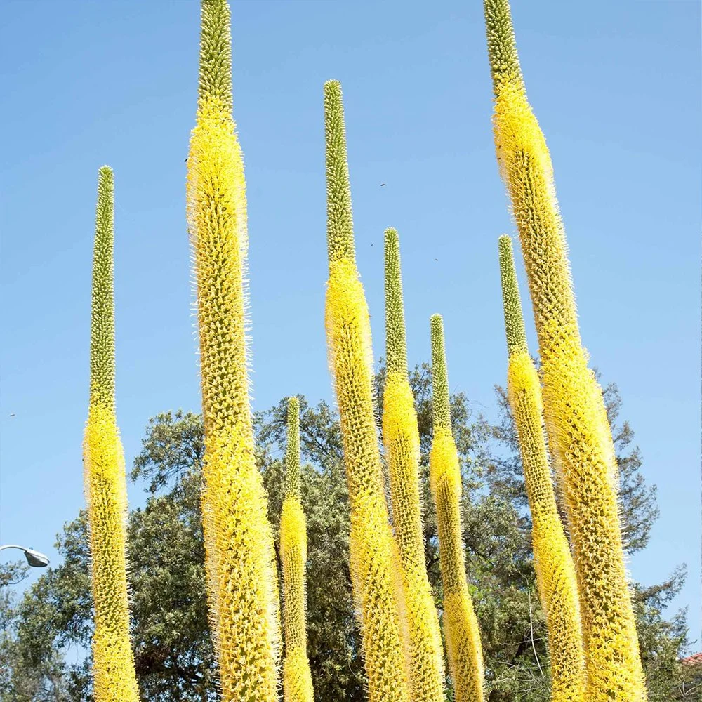 a vilmoriniana 02.jpg