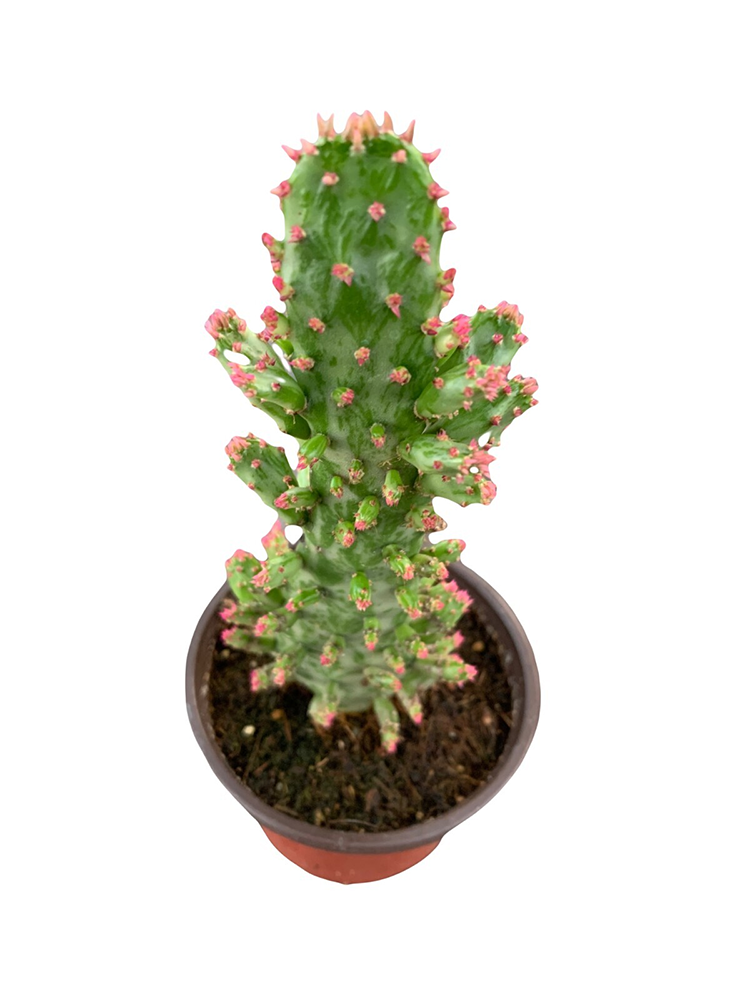 O monacantha variegata 2609270409.jpg