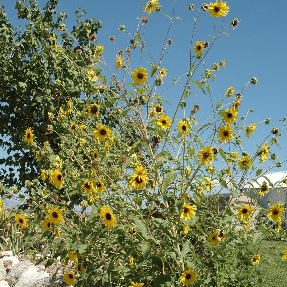 Common Sunflower (Helianthus annuus) in native habitat