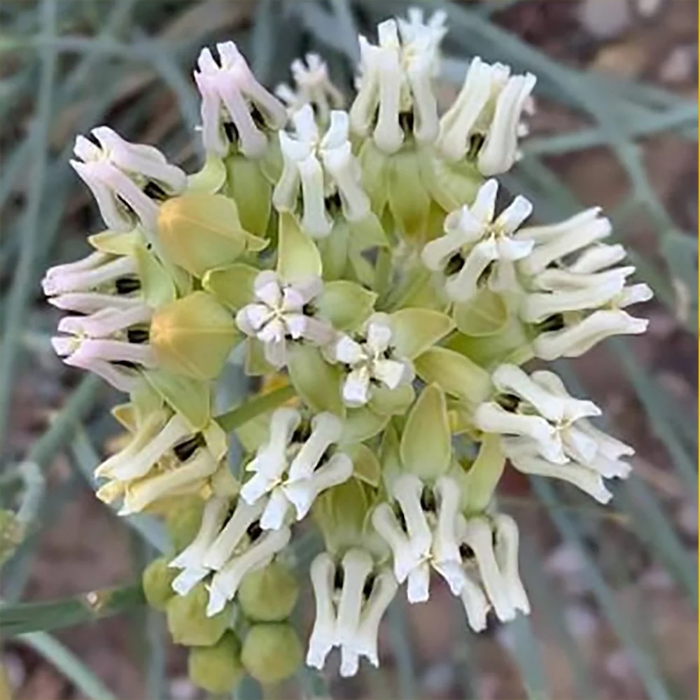 a subulata 01.jpg