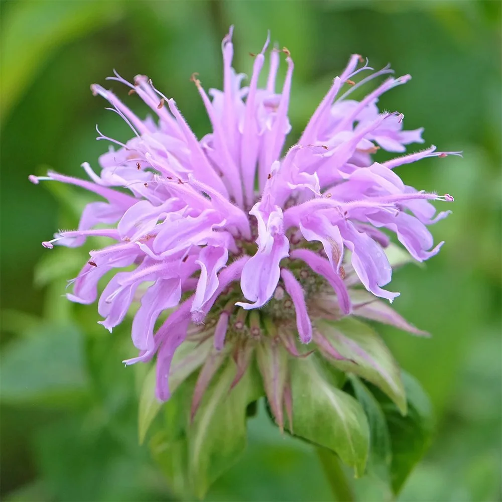 Wild Bergamot (Monarda fistulosa) close-up