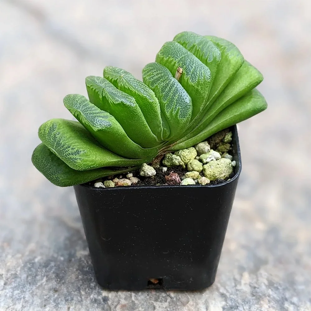 h truncata lime green 2610040145.jpg