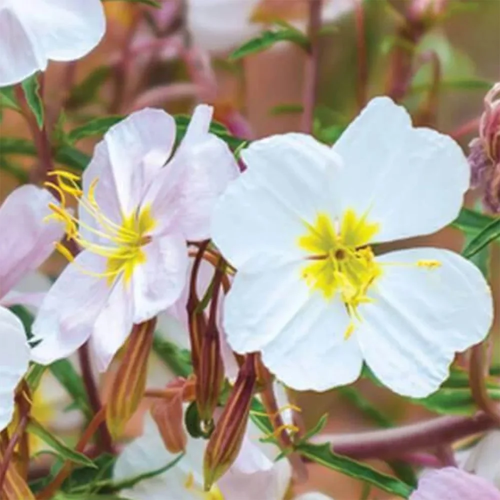 Pale Evening Primrose (Oenothera pallida) close-up